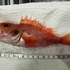 深海魚直送便(その7)　ユメカサゴのソテー