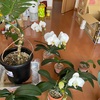 花いっぱい🎵ミニ薔薇も咲いた！