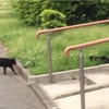 散歩中に黒猫に遭遇したよ