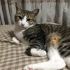 ソファー独り占め；ねこ：保護猫日記。2歳11ヵ月（148週）