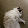 今日は寒そうだったふくちゃん。夜は元気に追いかけっこしました。