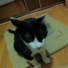 マッキーが帰ってきた！