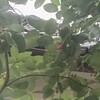 木の実が赤くなってきました。