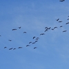 ◆気分爽快！　散歩がてらの鳥撮り