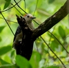 ベリーズの自宅敷地で見る Golden-fronted Woodpecker （ゴールデンフロンテッド　ウッドペッカー） 