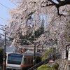 桜＠青梅