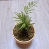 家に緑が仲間入り💚