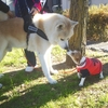 秋田犬とご挨拶