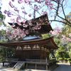 石山寺・東風の梅苑と夢の桜♪