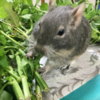 夏の夕べ、ロイちゃんの脱走未遂事件！