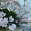 熊本市動植物園 初の試み❗️ 🌸桜まつり🌸を開催します‼️