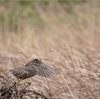 ホシゴイ、カワセミ