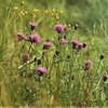1362 野の花アザミ　連想する言葉は「ありがとう」