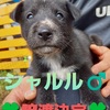 リンちゃんベイビー・シャルルに飼い主さんが決まりました