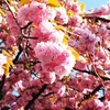 八重桜が満開です