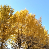 いつの間にか冬が始まる