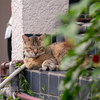 地元住宅街のねこさん