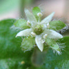 ダイカンドラの花、あなたはどのくらい知っていますか？