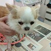 保護犬すずさん初めての病院へ　→　保護犬カフェに里帰りも
