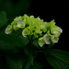 アジサイ：紫陽花