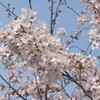  はやくも桜満開