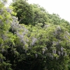 Wisteria floribunda　フジ