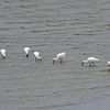 クロツラヘラサギとヘラサギが綺麗になりました。