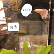 18 01 01から1年間の記事一覧 あたシモ 18 01 01から1年間の記事一覧 あたシモ
