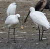 兵庫県東播磨）西江井島ため池（大池、皿池、新池）、ヘラサギ、ハシビロガモ、ヒドリガモ、オナガガモ、ダイサギ、コサギ、アオサギ、ユリカモメ。江井島ため池（谷池）、オカヨシガモ。