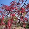 東京薬用植物園(東京都小平市)