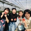 完熟いちご🍓狩り情報　2月28日(金)休園日です‼️✨