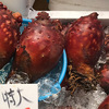 「ほやほやパイナッポー」という歌を作りました  #ホヤフェチ