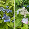 東慶寺で出会った花たち：　浄智寺奥の最高の雰囲気を醸し出していたお宅を後に東慶寺へ．沢山の種類の紫陽花が植えられています．広くはありませんが花薔薇園も．ゆっくり見て回れば小さな愛らしい花たちにも出会えます．ユキノシタ，イワタバコ，ヒメヒオウギ---