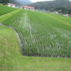 祖父の命日