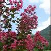 バリウムで喧嘩★芝刈りでダウン