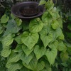 ヤマノイモ科の植物