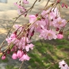 桜も終わり