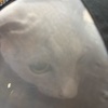 【猫さんと暮らす】飼い主不調×猫さん不調