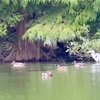 アオサギさん「カモ🦆さん達、何処へお出かけ？」