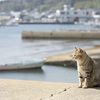 港ネコ - 福岡県・相島