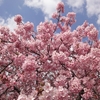もうじき、河津桜の季節です◎