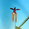 Bulbophyllum lasiochilum   ２色