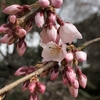 近衛邸の桜のつぼみ