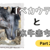 「ベカウティ」と「水牛赤ちゃん」 ~ Part２ ~