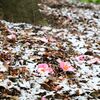 雪の植物園 ー ２