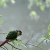 Birds at Grenadier Pond