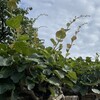 今年4回目のキウイ剪定を行いました🥝✂️