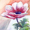 水彩画「花 C」