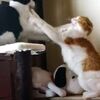 【女は強い！？】雄猫のケンカをあっという間に鎮圧した雌猫【動画】