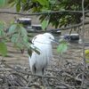 ウグイスに想う芭蕉と蕪村